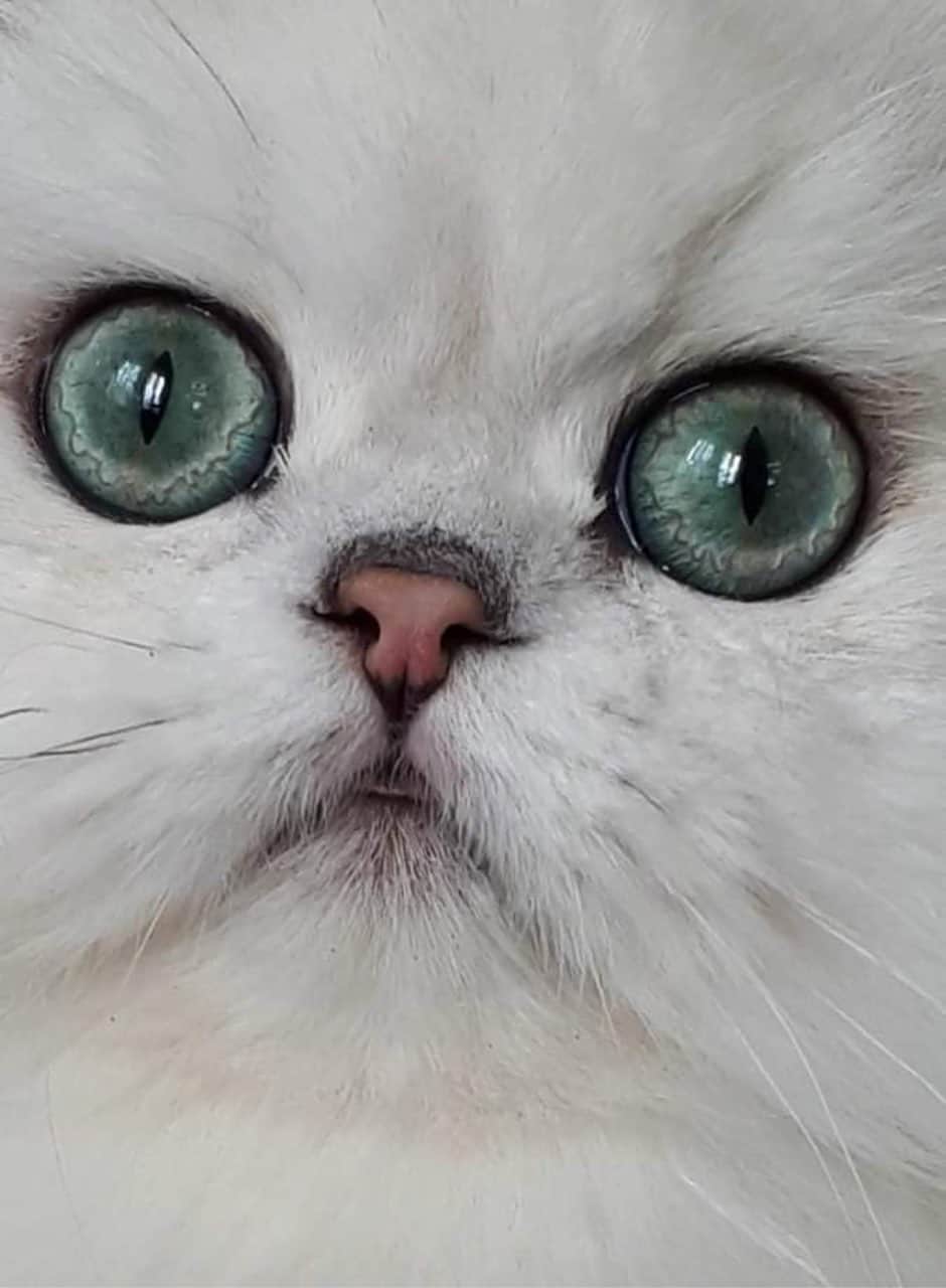 Cattery Tours
